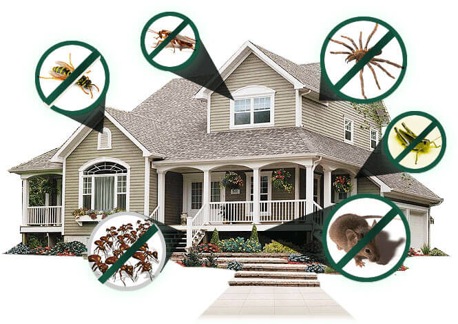 Top Home Pest Control Services