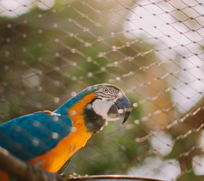 bird netting installation