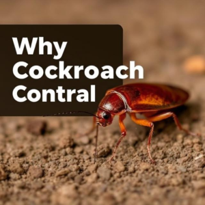 professional cockroach control